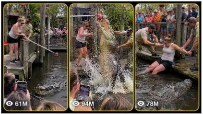 AMERICAN GIANT CROCODILE ZOO FEEDING reference image